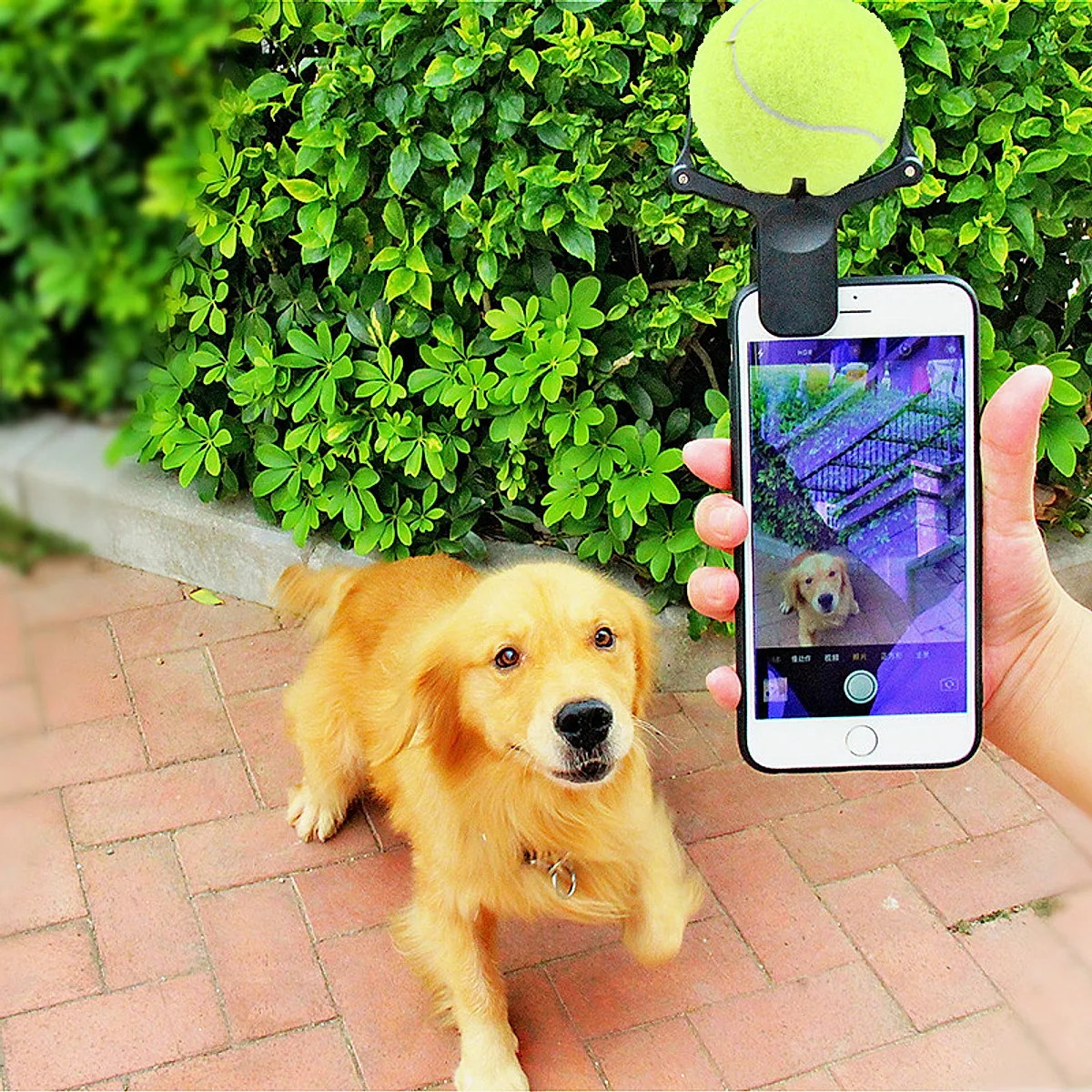 Pet Photo Props Toy Pet Photo Selfie Artifact - Image 5