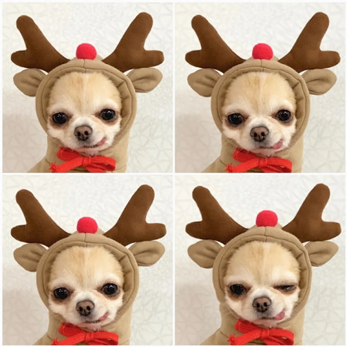 Cute Fruit Dog Clothes For Small Dogs Hoodies - Image 4