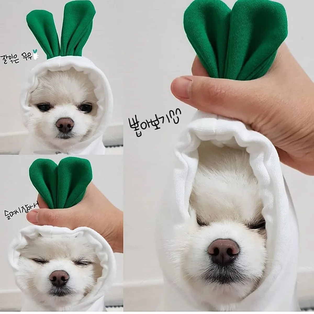 Cute Fruit Dog Clothes For Small Dogs Hoodies - Image 5