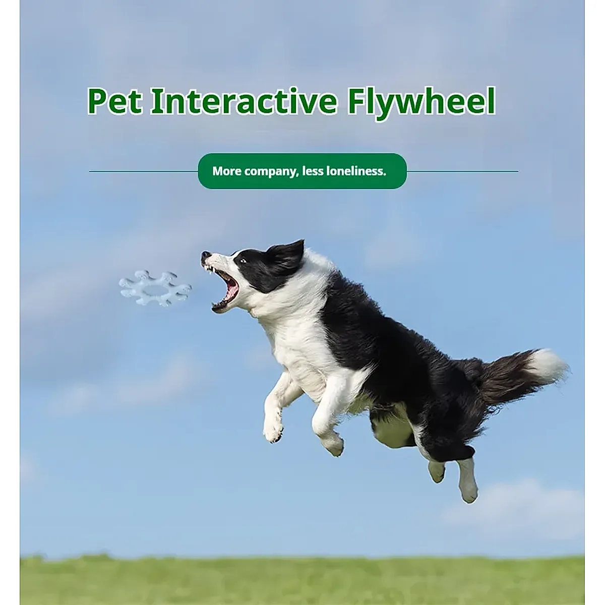 Pet Interactive Flywheel