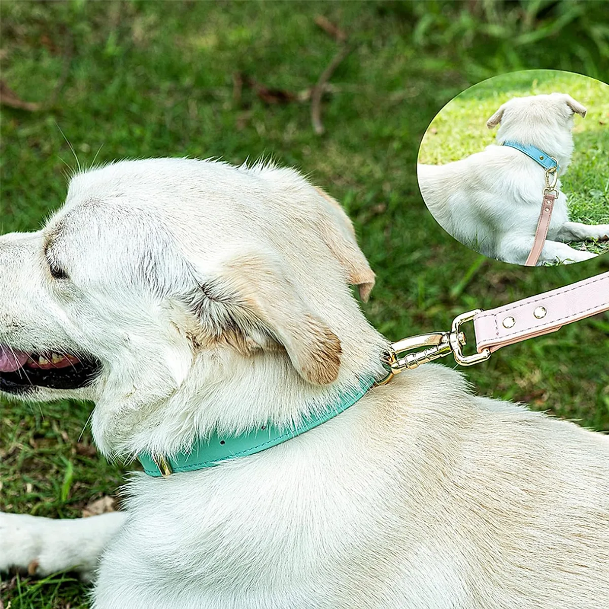 S M L Dog Collar