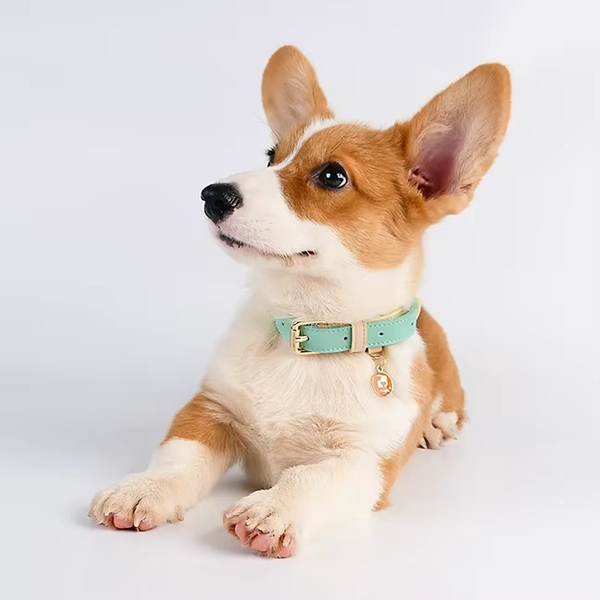 S M L Dog Collar - Image 2