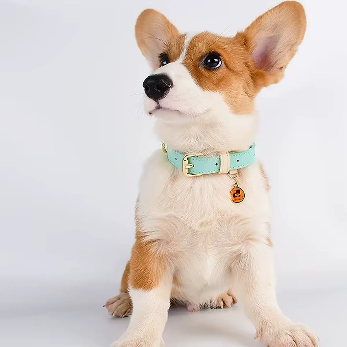 S M L Dog Collar - Image 4