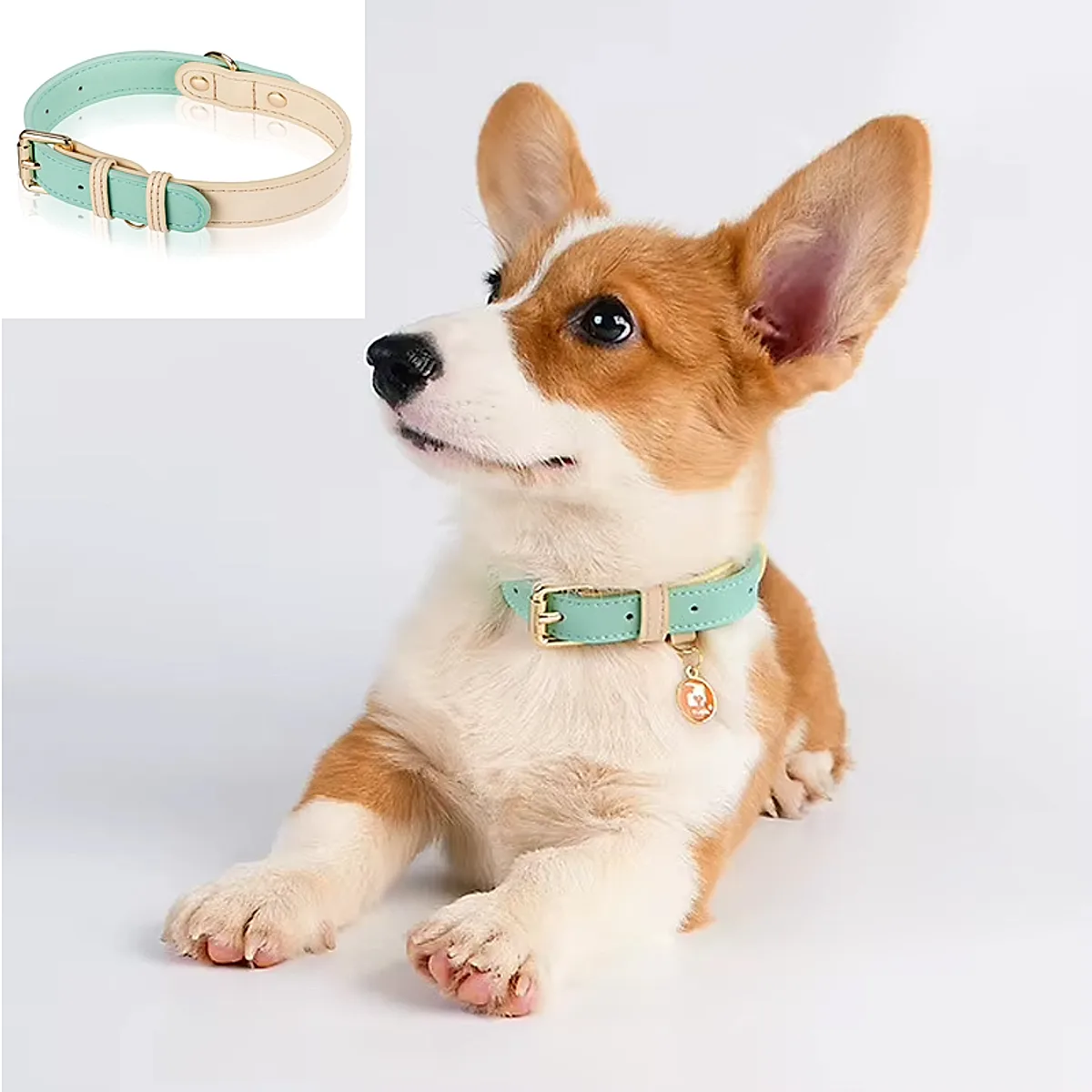S M L Dog Collar - Image 5