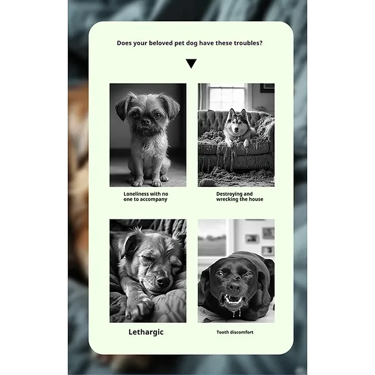 Interactive Squeaky Voice Ball for Dogs & Cats - Image 4