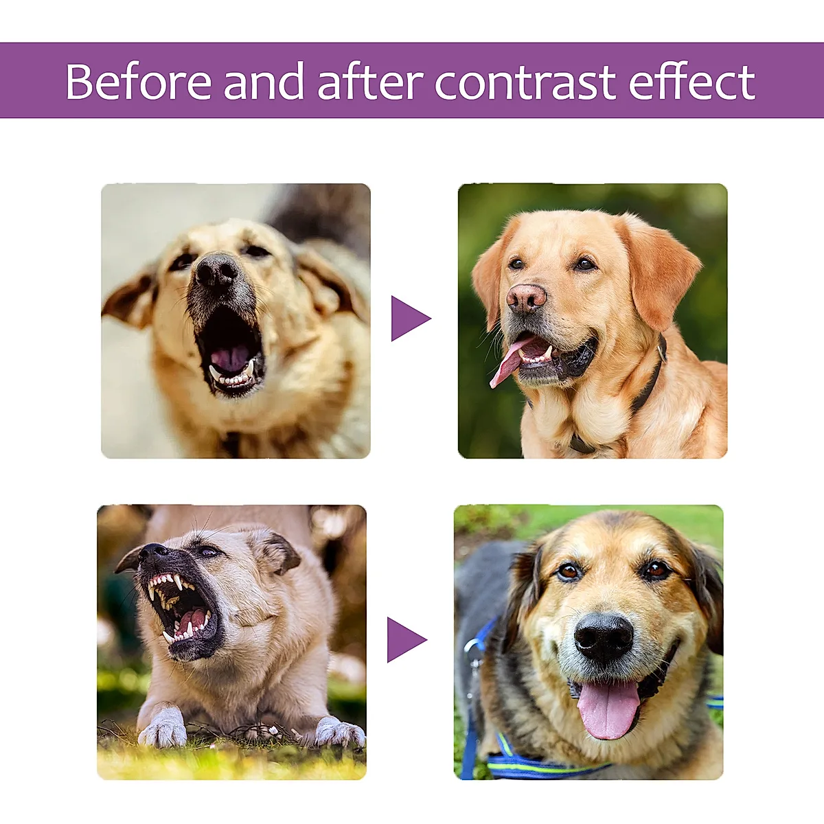 Lavender & Chamomile Calming Spray for Dogs - Image 2