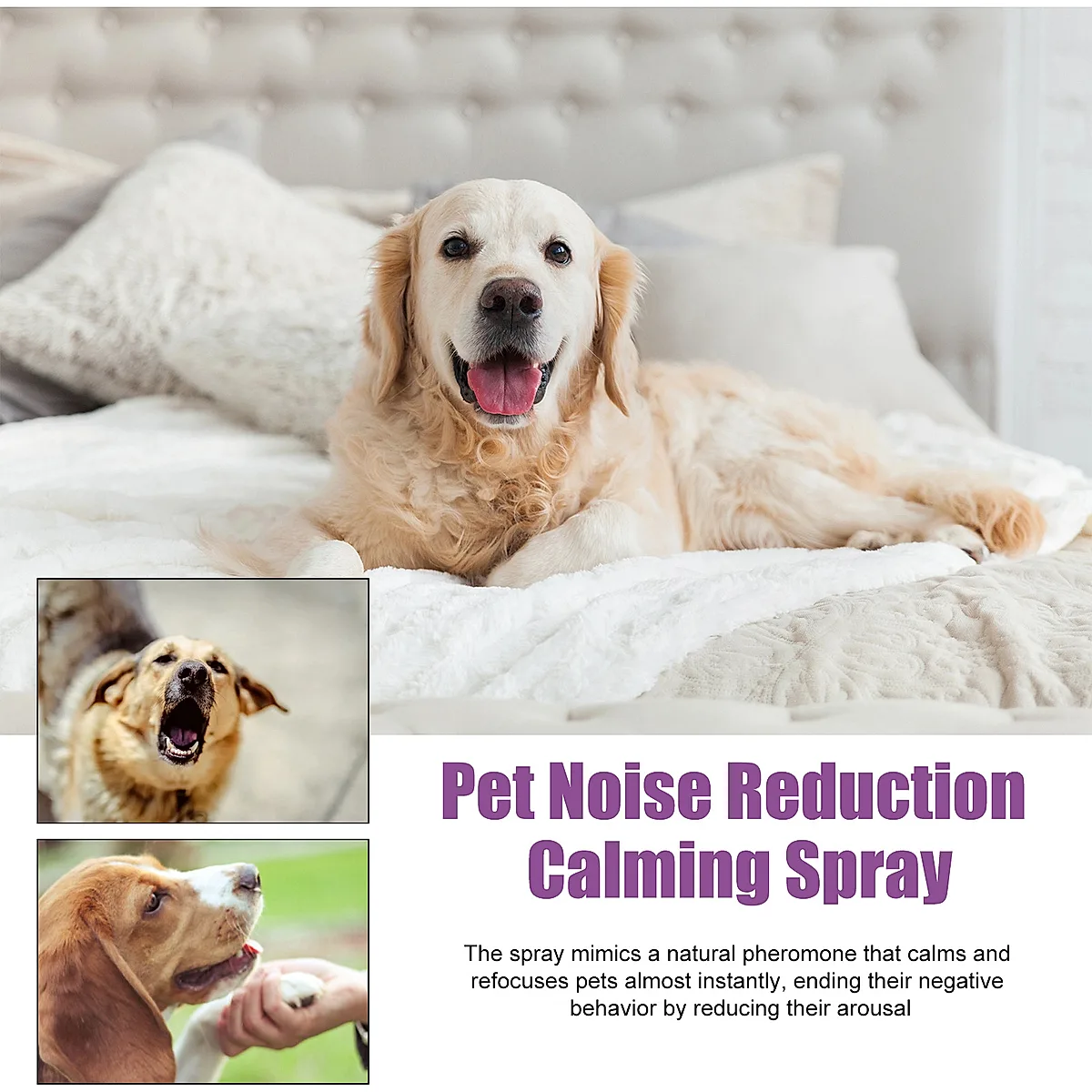 Lavender & Chamomile Calming Spray for Dogs - Image 4