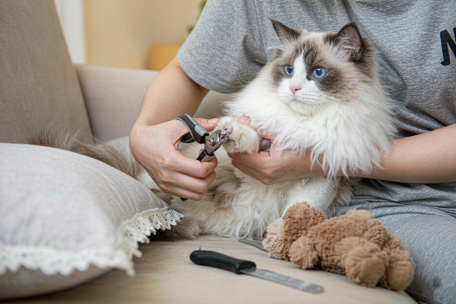 Cat Health & Grooming