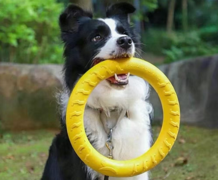 Dog Training & Safety
